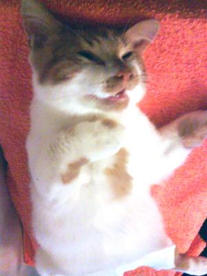Castration of a cat